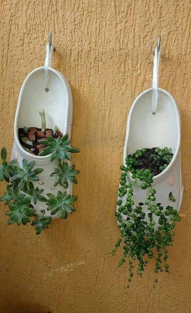 Old Shoes, Living Plants