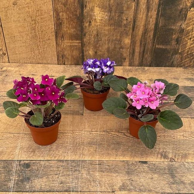 Three Tiered African Violets