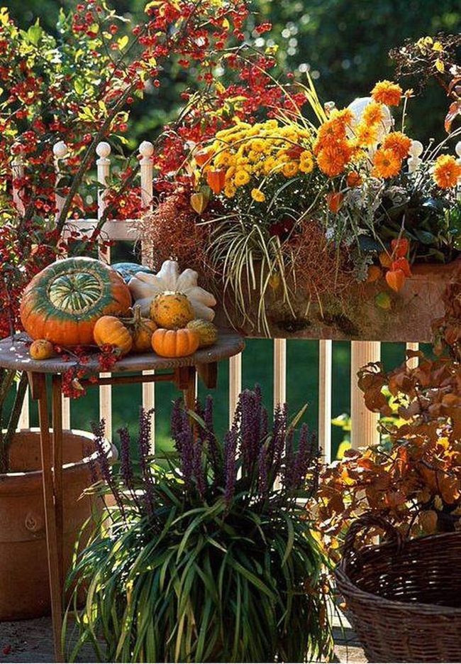 Copper Pots Orange Chrysanthemums Autumn