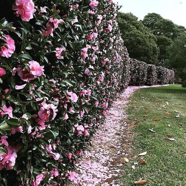 Pink Petals Cascade Through Green