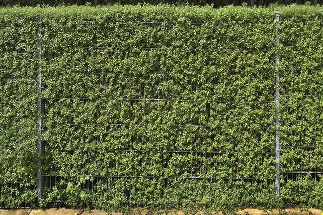 Tall Green Privacy Walls