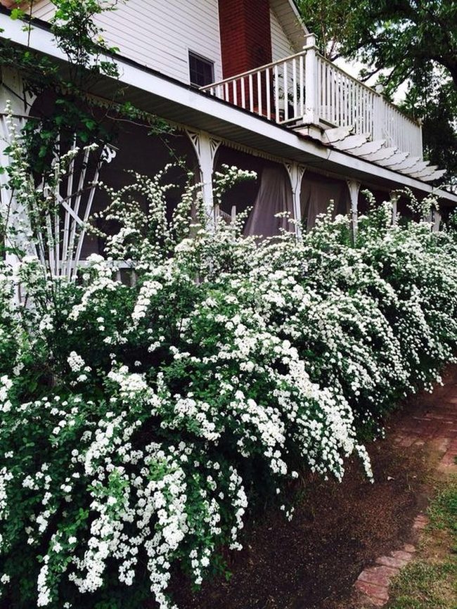 Forest-Framed Entry With White Railings