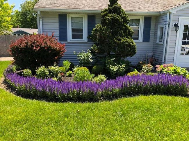 Butterflies Love These Hardy Bloomers