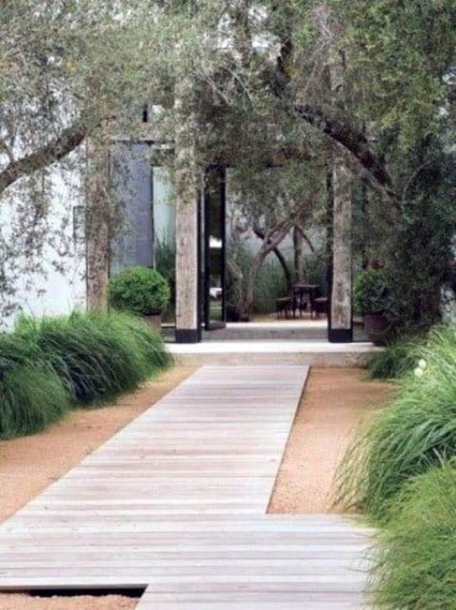 Olive Tree Canopy Garden Sanctuary