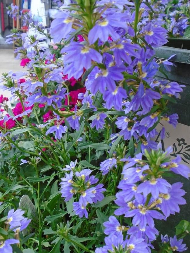 Butterfly-Attracting Fan Flowers For Patios