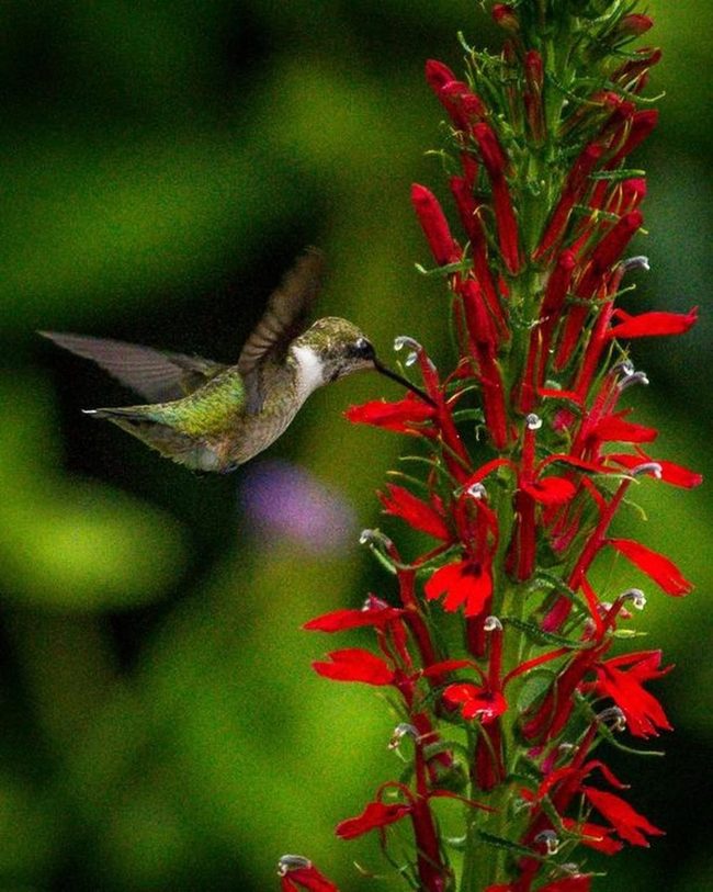 Red Flowers Frame Iridescent Hummingbird