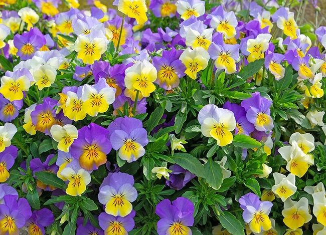 Autumn Yellow And Blue Violas