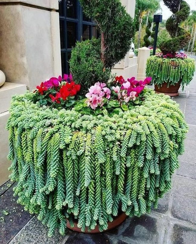 Pink Blooms Spilling Lush Greenery