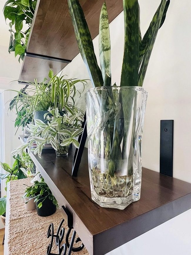 Transparent Glass Snake Plant Vessels