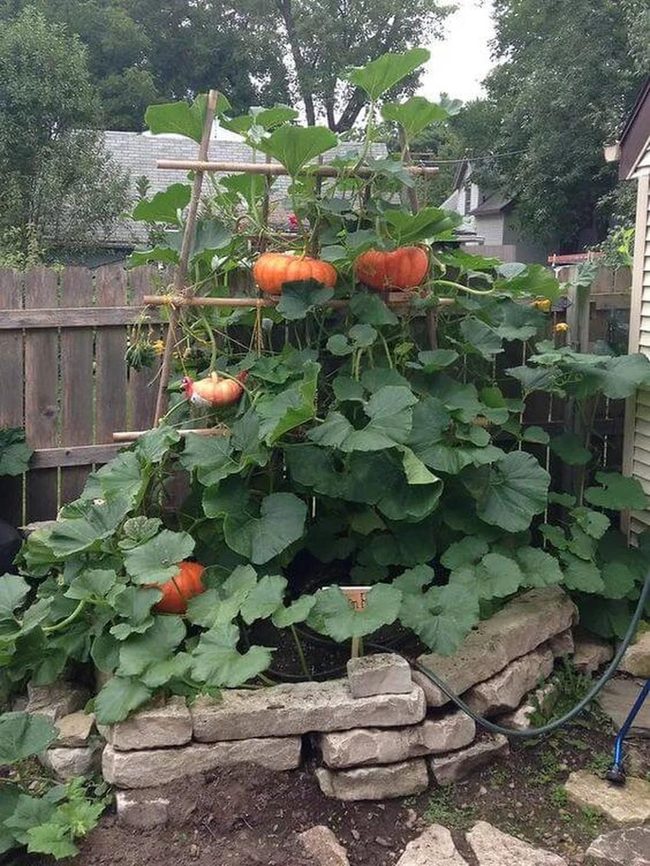 Orange Gourds Climbing Stone Walls