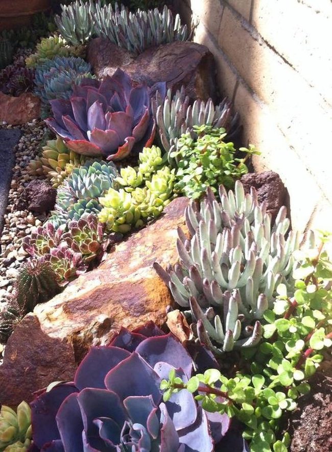 Jewel-Toned Succulents With Glowing Stone