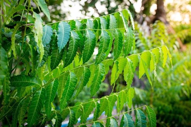 Neem Trees, Natural Mosquito Defense