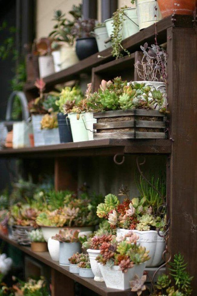 Cascading Succulents Fill Empty Porches