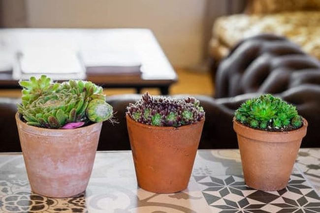 Cascading Succulents In Neutral Containers
