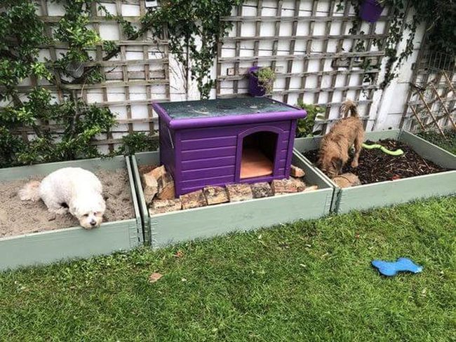 Dog-Friendly Backyard With Separate Zones