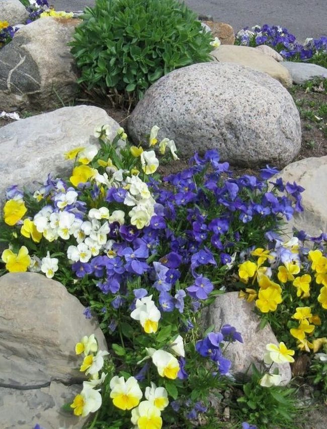 Golden Petals Against Gray Stone