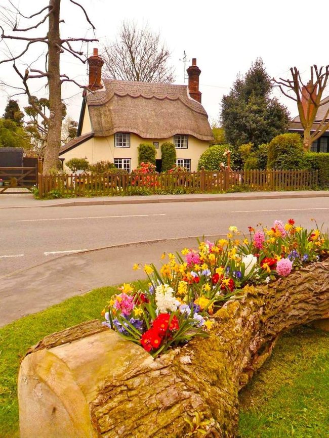 Hollowed Log Bursting With Spring Blooms