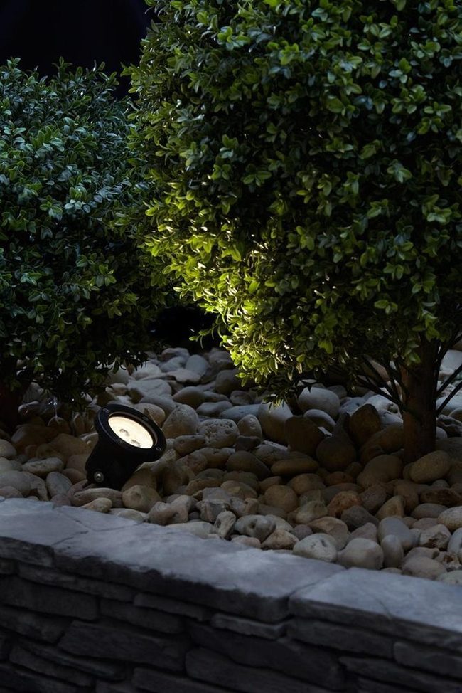 Sculpted Foliage Spotlit After Dark