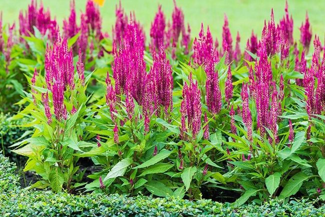 Edible Pink And Gold Celosia Blooms