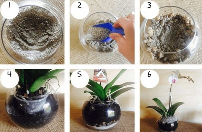 Transparent Glass Orchids Exposed Roots