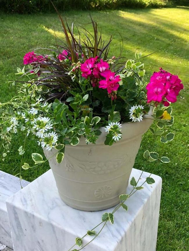 Potted Spring Blooms Create Instant Color