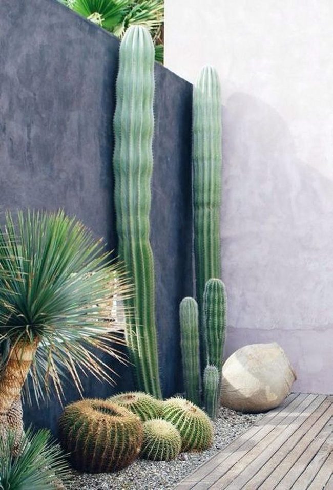 Green Cacti Desert Garden Oasis