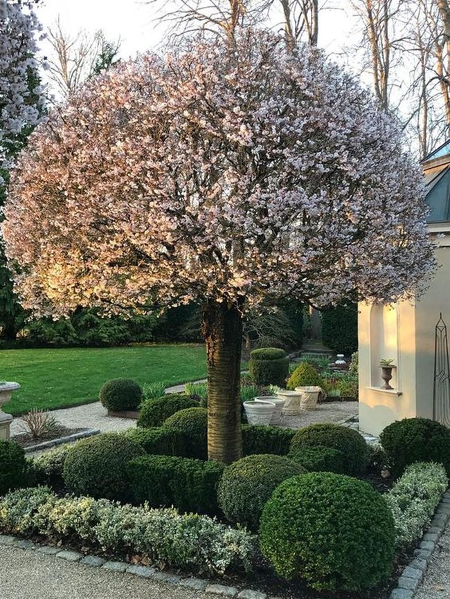 Pink Blossom Tree Garden Center