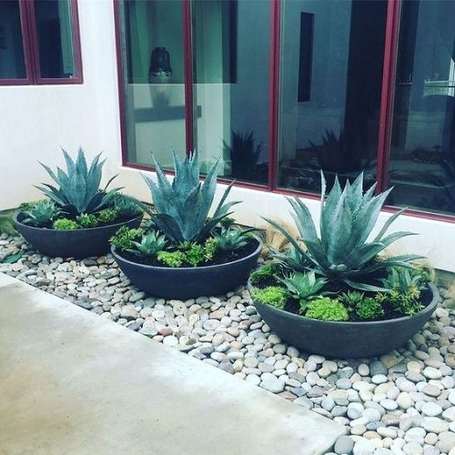 Blue-Green Agave Modern Statement
