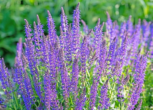 Rainbow Salvia Reaches Garden Heights