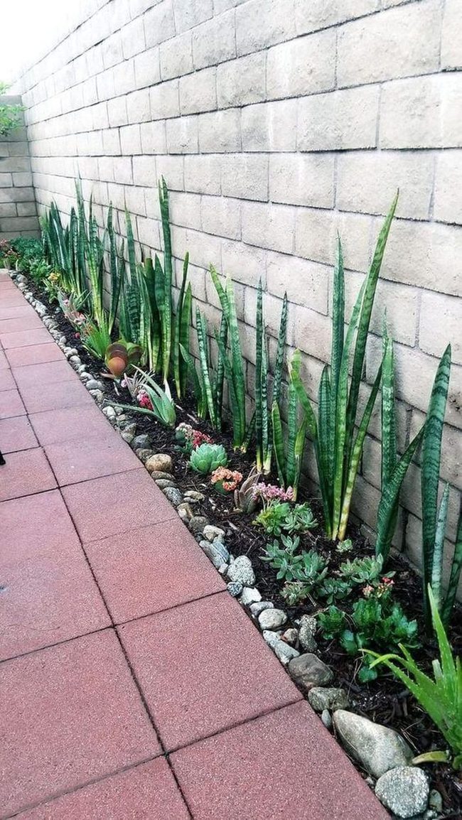 Tall Green Privacy Wall With Ground Succulents