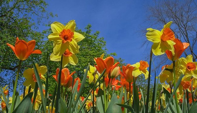Cheerful Yellow Trumpet Blooms