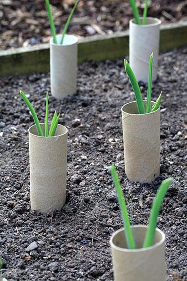 Cardboard Tubes For Pale Leeks