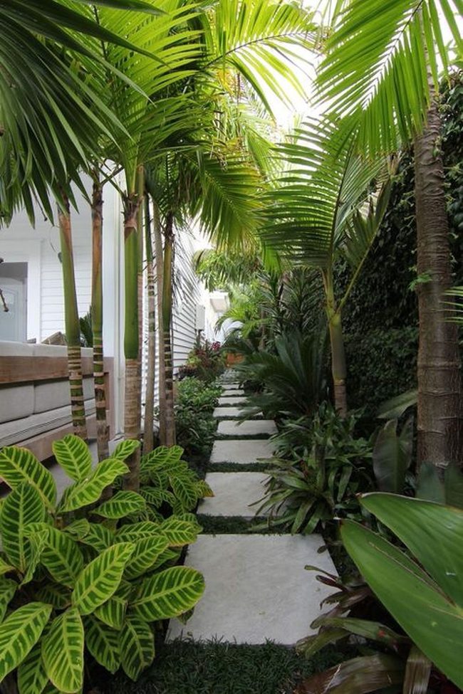 Patterned Calathea Garden Path
