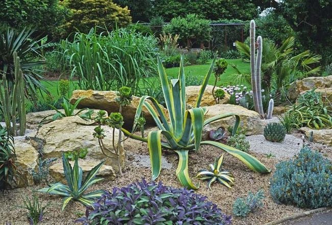 Colorful Desert Plants And Gravel