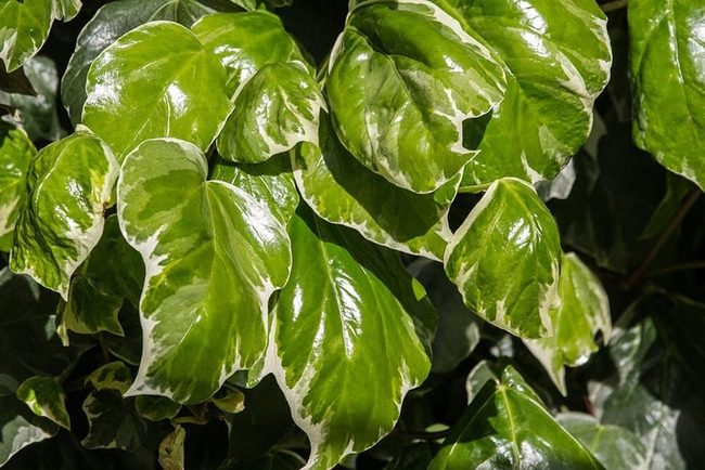 Cream-Edged Ivy For Shaded Spaces