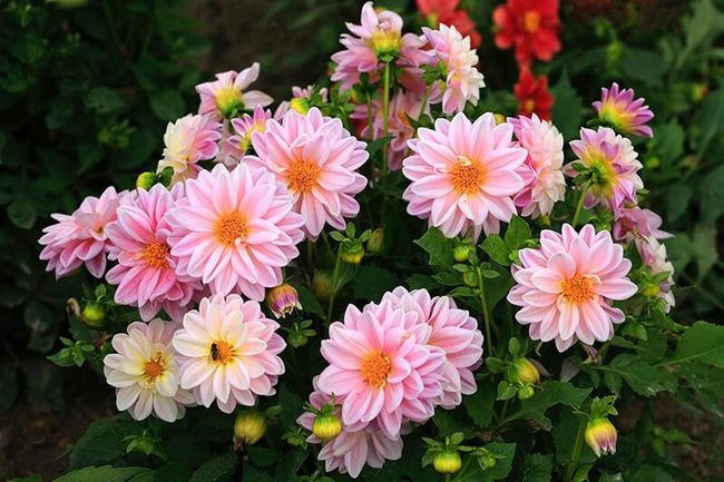 Layered Dahlia Blooms All Season