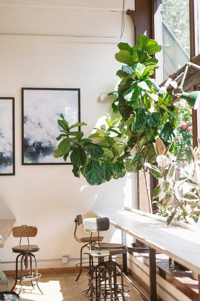Fig Tree Morning Sanctuary