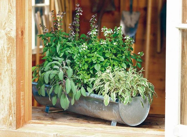 Fresh Herbs In Weathered Metal