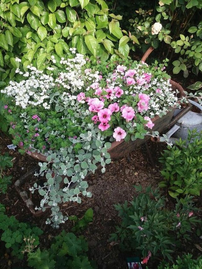 Pink Petunias In Rolling Metal