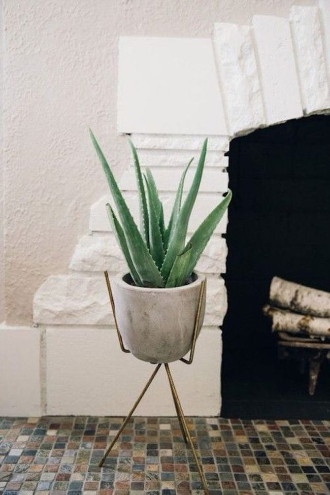 Aloe Vera In Gold Luxury