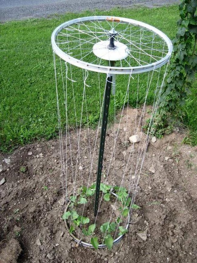 Bicycle Wheels Into Garden Trellis