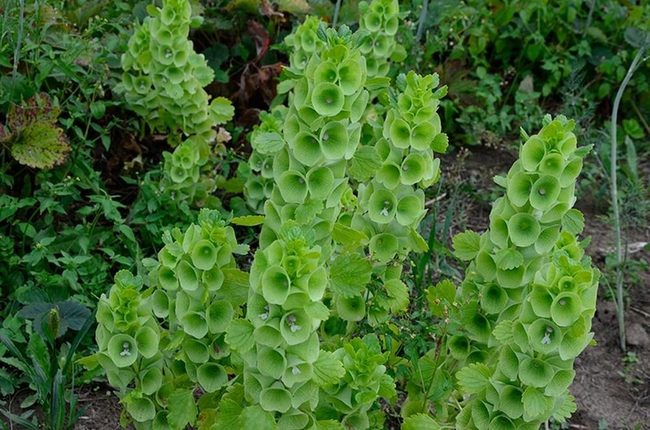 Green Bell Flowers Stand Tall