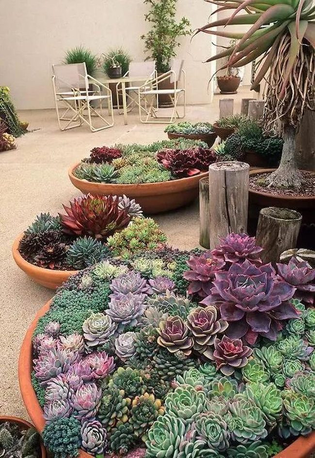 Colorful Succulents, Zero Fuss