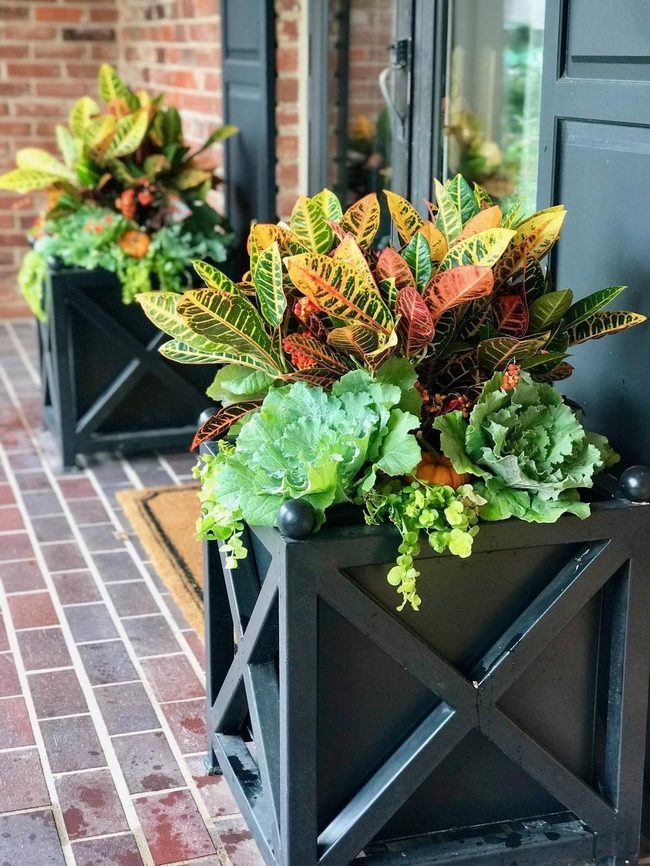 Tropical Leaves Burst With Color