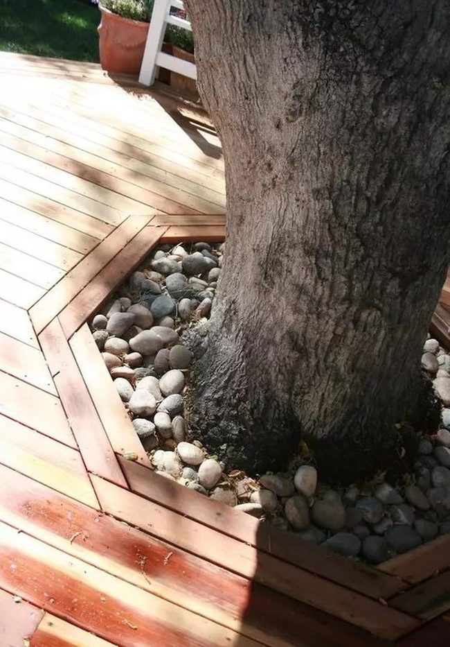 Wood Grain Meets Living Trees