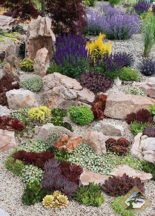 Purple And Yellow Garden Explosion