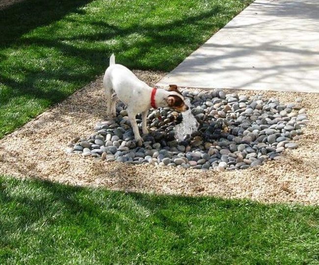 Rocky Splash Zone For Pups