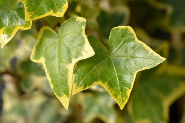 Gold Edged Ivy Leaves