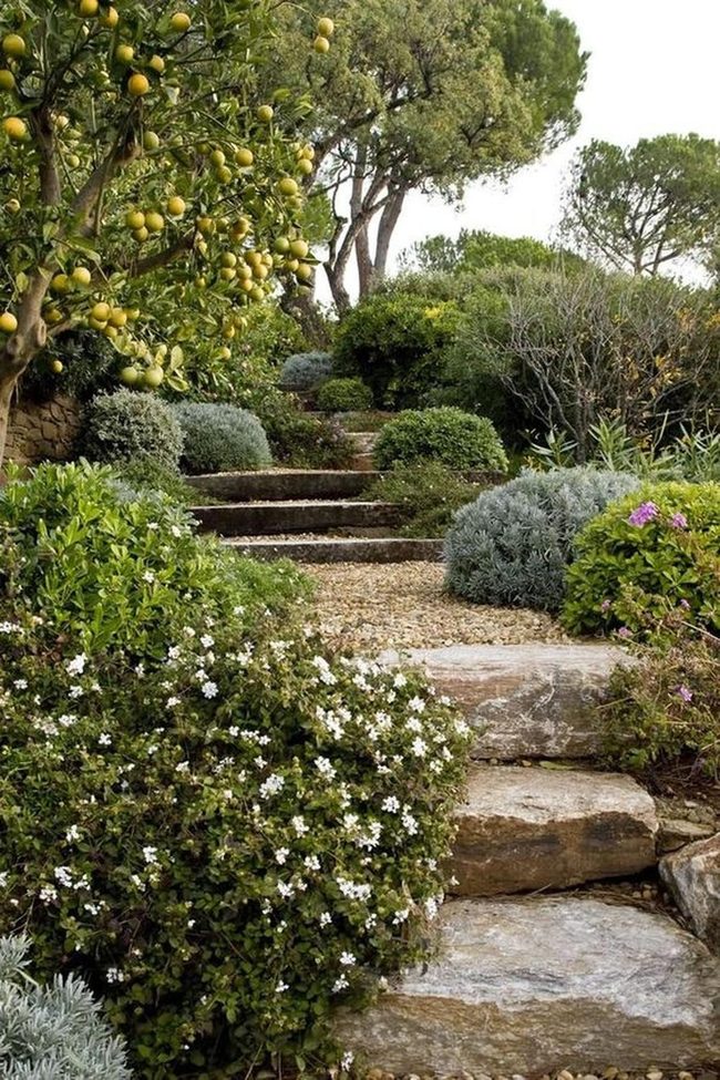 Stone Path Through Citrus Garden