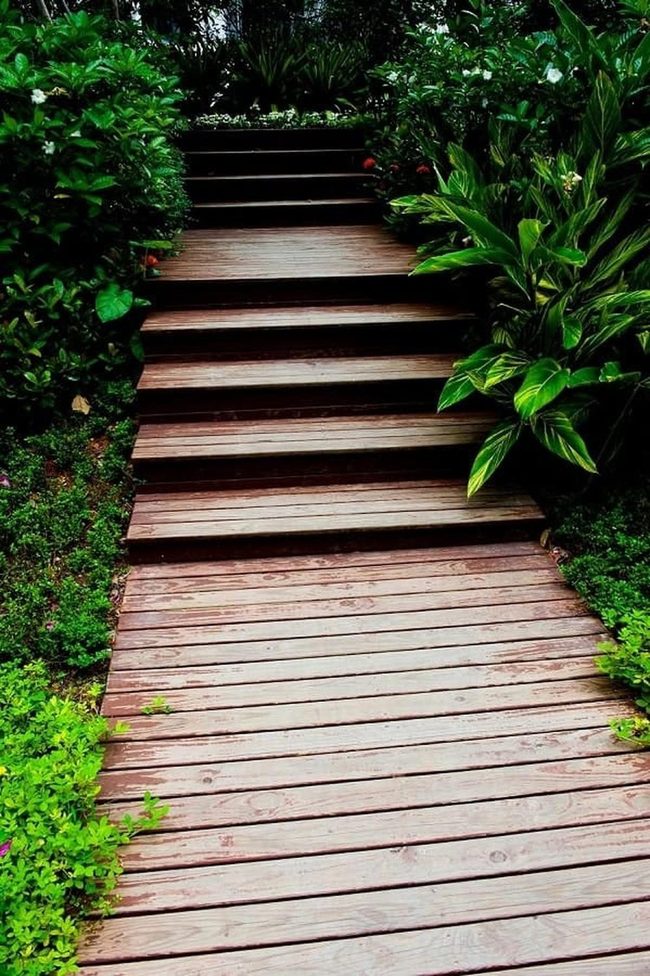 Wooden Steps Through Dense Green Foliage